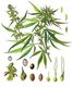 Central Asia / South Asia: Cannabis or Common Hemp in a 19th century botanical painting